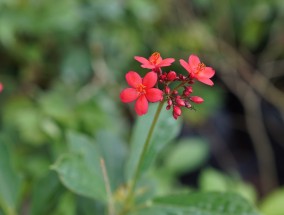 上海嘉定办公室花卉实景与元正花卉苗木的所在地嘉定花卉种植基地